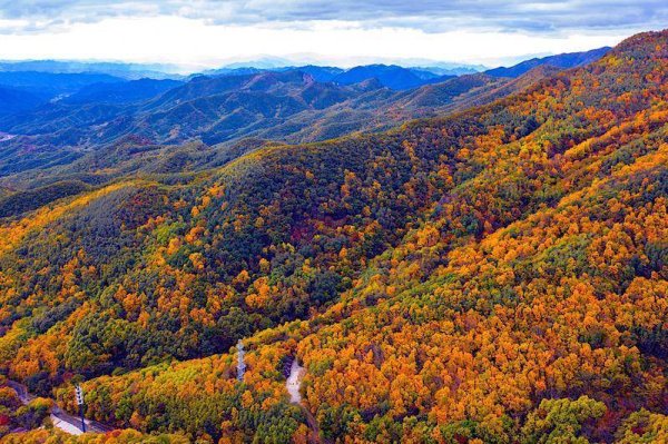 宝牛配 2025年怀柔喇叭沟门满族乡金秋红叶节即将开幕